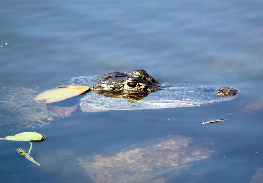 Alligators are common in Florida