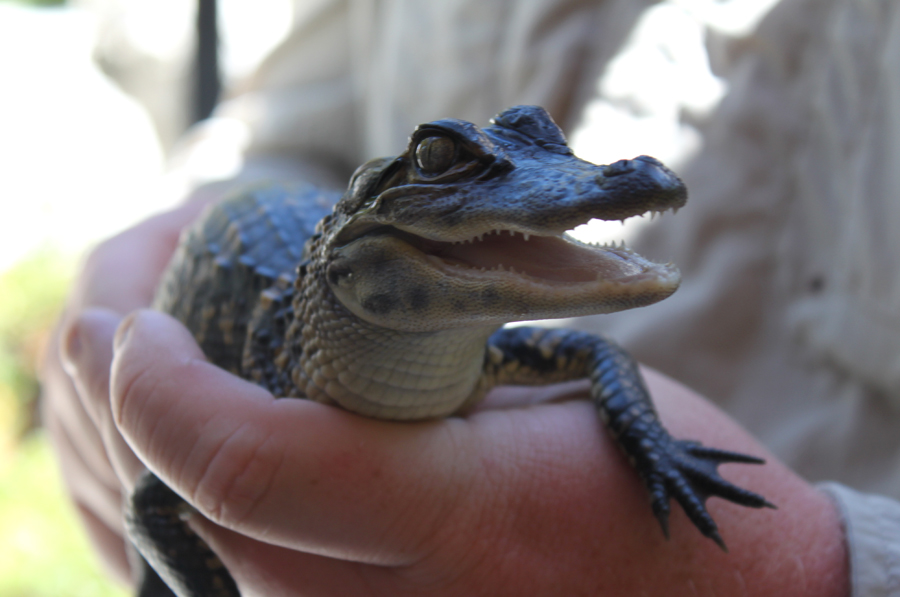 Baby gator