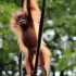 Foto essay: Kom tæt på dyrene i Singapore Zoo