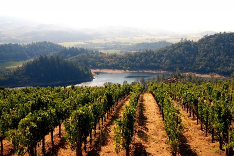 Bay Area San Francisco - Deer Park, Viader Winery and Vineyard Foto Blaise