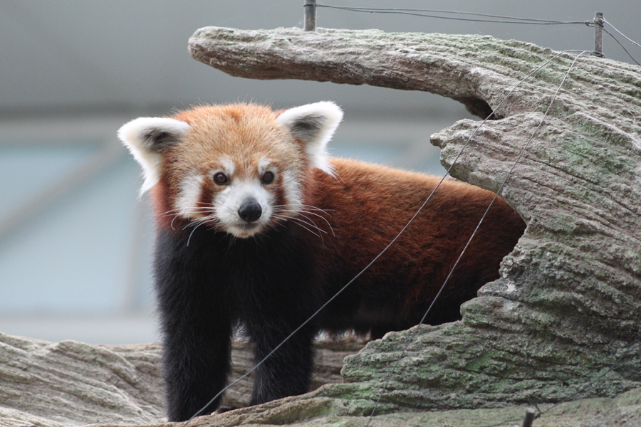 Få øje på Red Panda Singapore Zoo