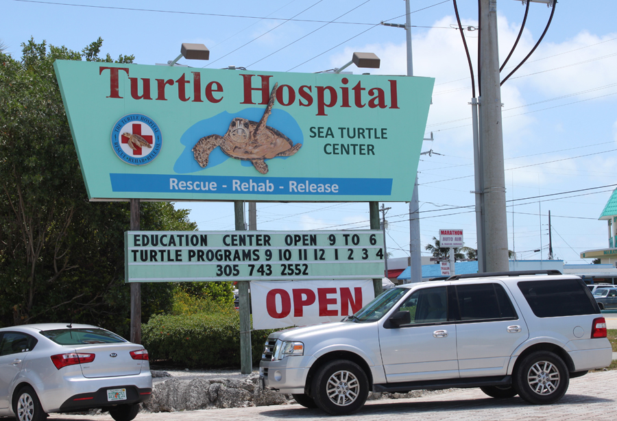 Havskildpadde hospital Marathon