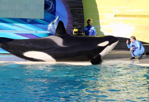 Imponerende shows i Sea World