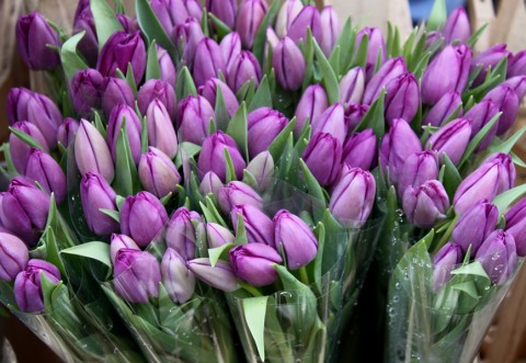 Oplev tulipanmarkerne i Holland